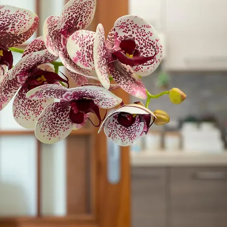 Sardinia Re - Shabby